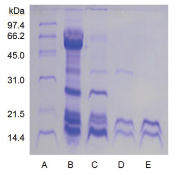 SDS-PAGE of G. b. siniticus venom and its
chromatography fractions. Lane A: molecular weight marker, Lane
B: crude venom, Lane C: sample from the Q-Sepharose column,
Lane D: sample from the Sephadex G-75 column, Lane E: sample
from the DEAE-Sepharose column. The samples were heated in the
sample buffer containing ß-mercaptoethanol before SDS-PAGE.