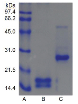 SDS-PAGE of FE-27kDa from G. b. siniticus venom. Lane
A: molecular weight marker, Lane B: sample which was heated in
the sample buffer containing ß-mercaptoethanol and then added
with iodoacetate after heating, and Lane C: sample which was
heated in the sample buffer containing iodoacetate.