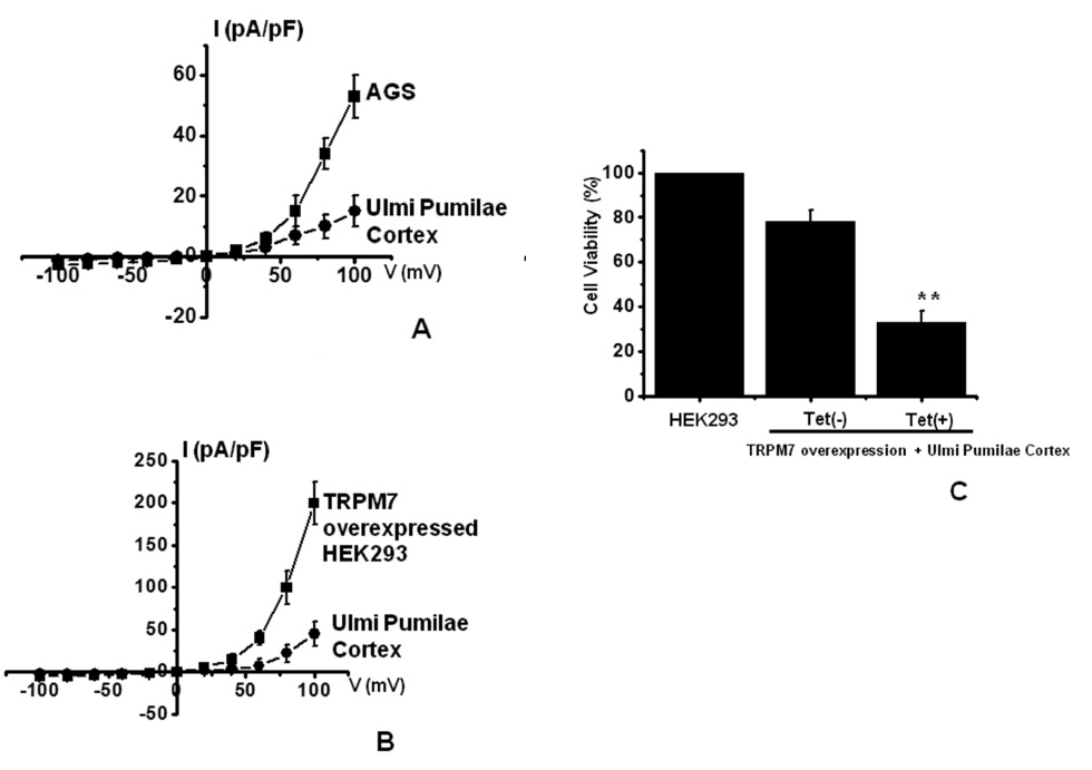 Effects of UPC on AGS and TRPM7 overexpressed HEK293
cells. (A) Representative I-V relationships of the effect of UPC on
TRPM7 currents in AGS cells. (B) Representative I-V relationships of
the effect of UPC on TRPM7 currents in HEK293 cells. (C) TRPM7
channels were treated or not treated with tetracycline for 1 day.
Cells were incubated with UPC, followed by MTT assay. A voltage
ramp from +100 to -100 mV was applied from a holding potential of
-60 mV. The figures show mean ± SEM. *P < 0.05, **P < 0.01.value
relative to that of the untreated cells which is set to 100%. The
figures show mean ± SEM. *P < 0.05, **P < 0.01.