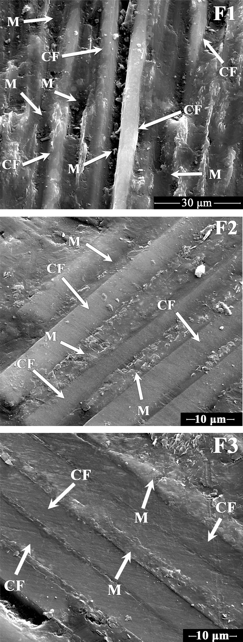 Scanning electron microscopy micrographs of friction surface of C/C composites after friction test: carbon fiber (CF) ？ CF, M ？ carbon matrix.