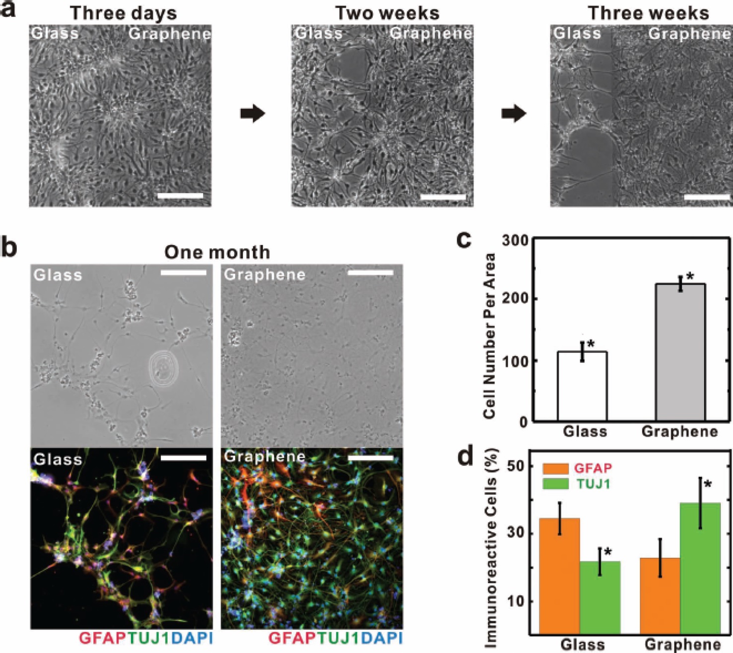 Enhanced neural-differentiation of human neural stem cells (hNSCs) on graphene films？all scale bars represent 200 μm. (a) Bright-field images of the hNSCs differentiated for three days (left), two weeks (middle), and three weeks (right), (b) bright-field (top row) and fluorescence (bottom row) images of hNSCs differentiated on glass (left) and graphene (right) after one month of differentiation？the differentiated hNSCs were immunostained with GFAP (red) for astroglial cells, TUJ1 (green) for neural cells, and DAPI (blue) for nuclei. c) Cell counts per area (0.64 mm2) on graphene and glass regions after onemonth differentiation, d) percentage of immunoreactive cells for GFAP (red) and TUJ1 (green) on glass and grapheme [24].