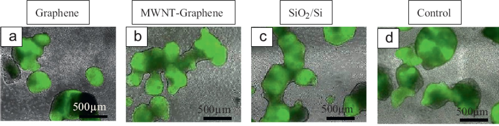 Fluorescence images of H9 human embryonic stem cells cultured on graphene, multi-walled carbon nanotube (MWCNT)-graphene hybrid, glass, control tissue culture polystyrene substrates for 9 days [33].