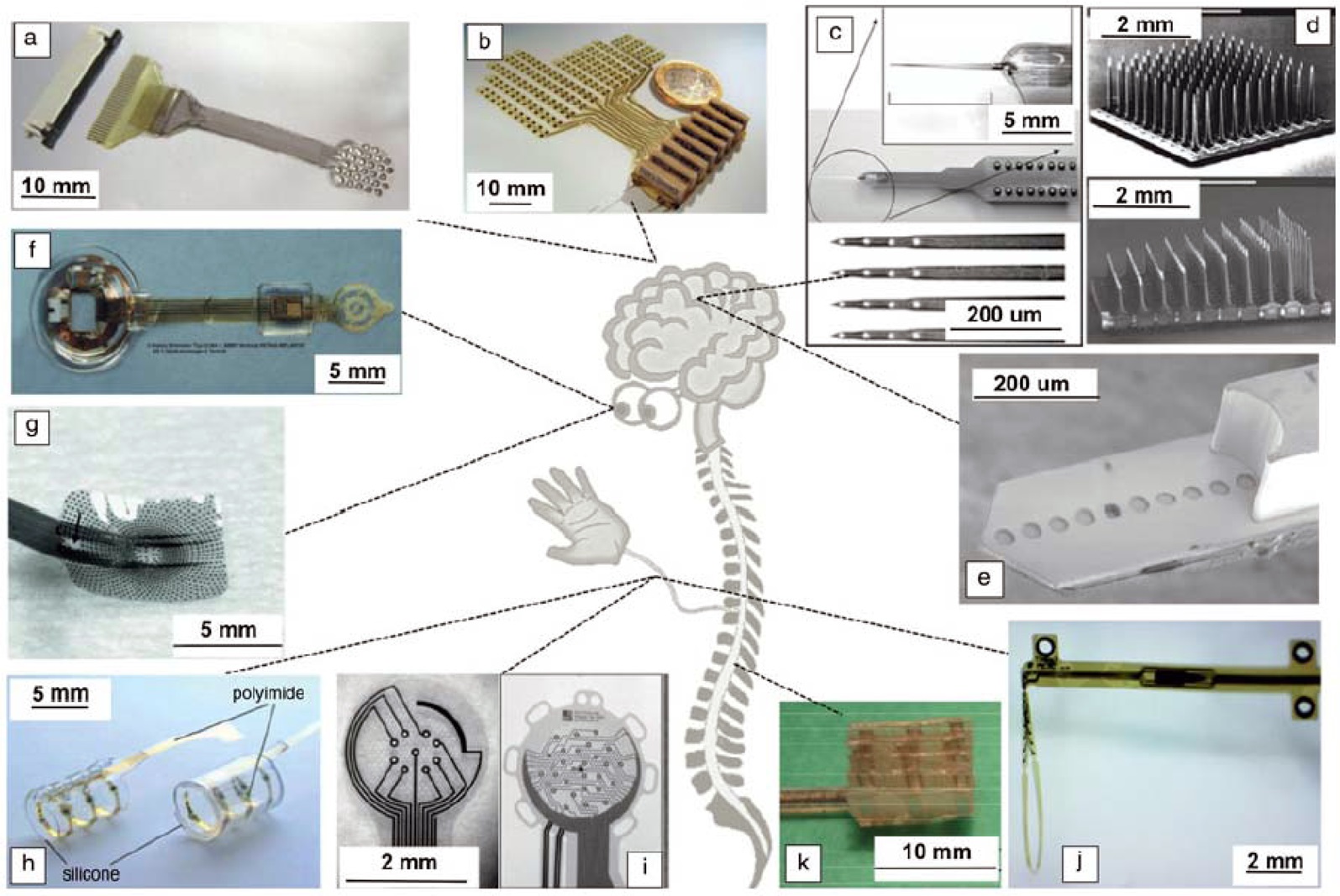 Overview of neural electrode arrays applied to different sections of the nervous system [44].