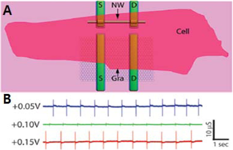 (A) Representation of the relative size of a cardiomyocyte cell interfaced to a typical graphene and silicon nanowire-FET device, (B) gate effect on graphene-FET recorded signals from cardiomyocytes？recorded traces at different applied water gate potentials [54]. FET: field-effect transistor.