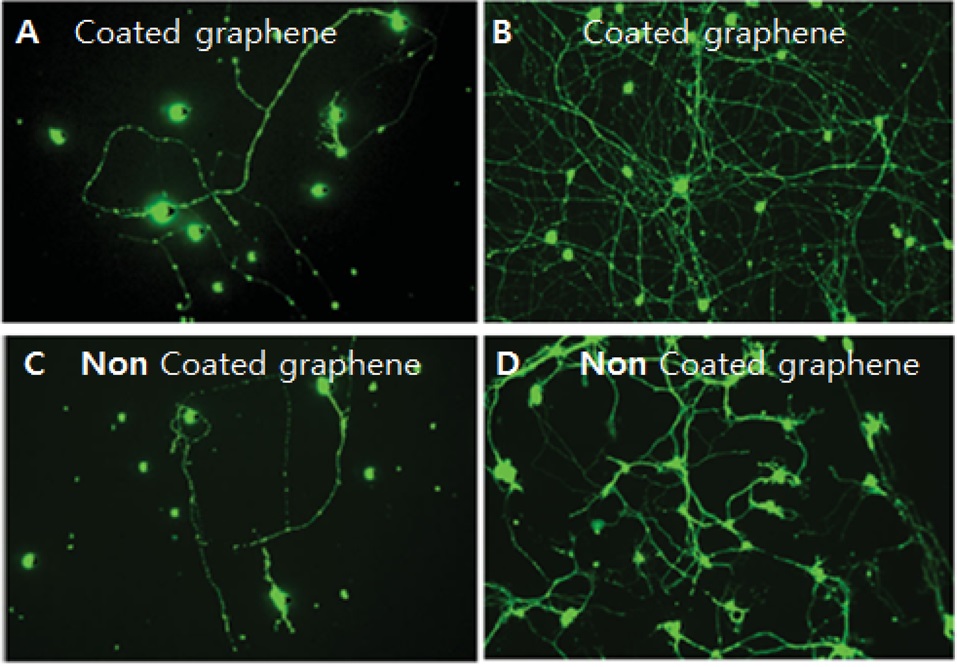 Adult retinal ganglion cells on graphene either (A) bare, or (C) coated with poly-D-lysine and laminin？new-born retinal ganglion cells on graphene either (B) bare, or (D) coated with poly-D-lysine and laminin [51].