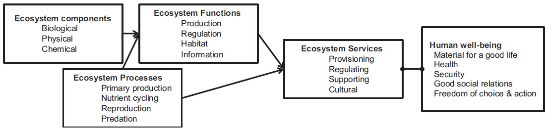 Conceptual connections among ecosystem component, processes, functions, services and human well-being