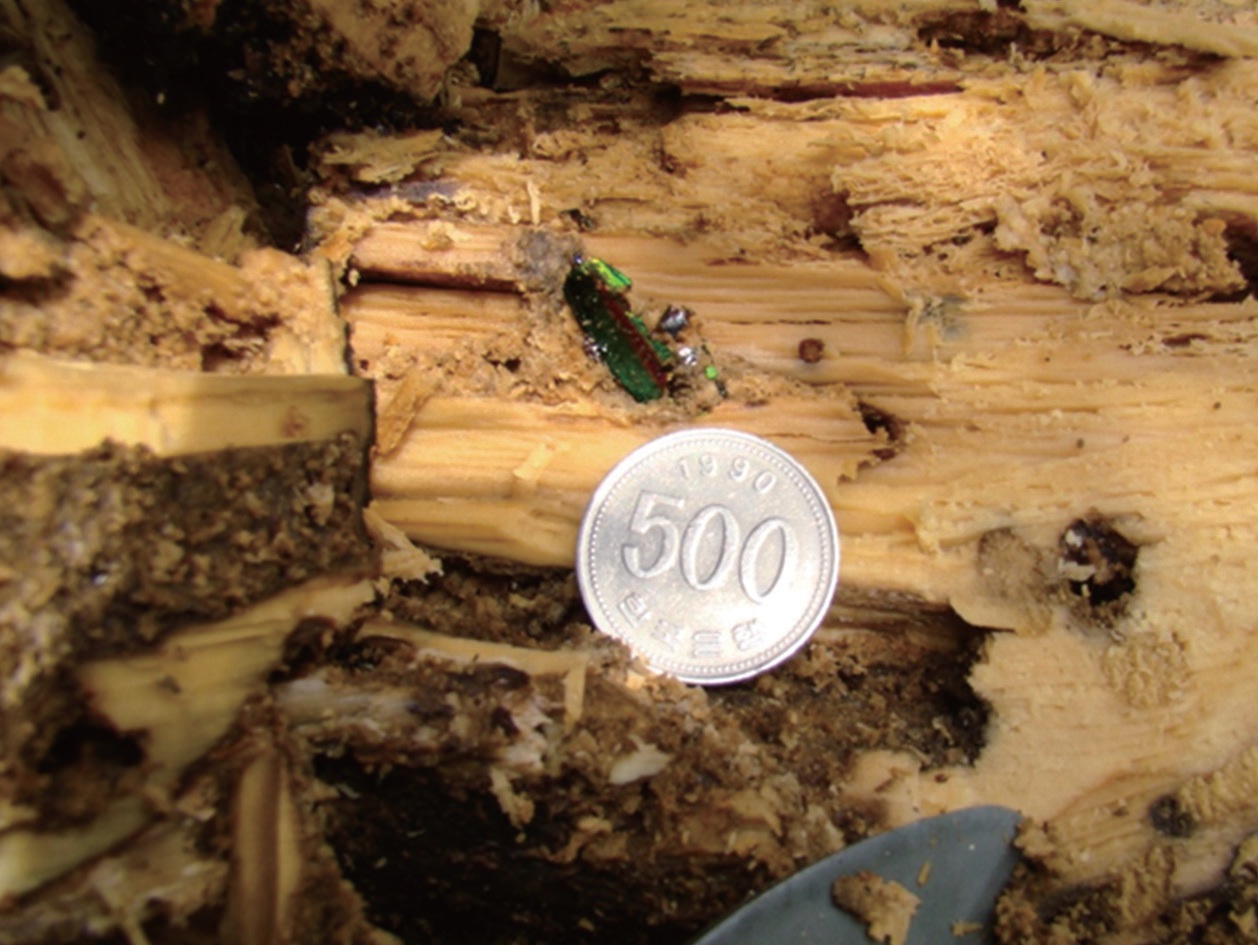 The dead adult of Chrysochroa coreana found inside the decaying wood at the parking lot of Daeheung temple (DT) in Haenam, Korea in 2009.