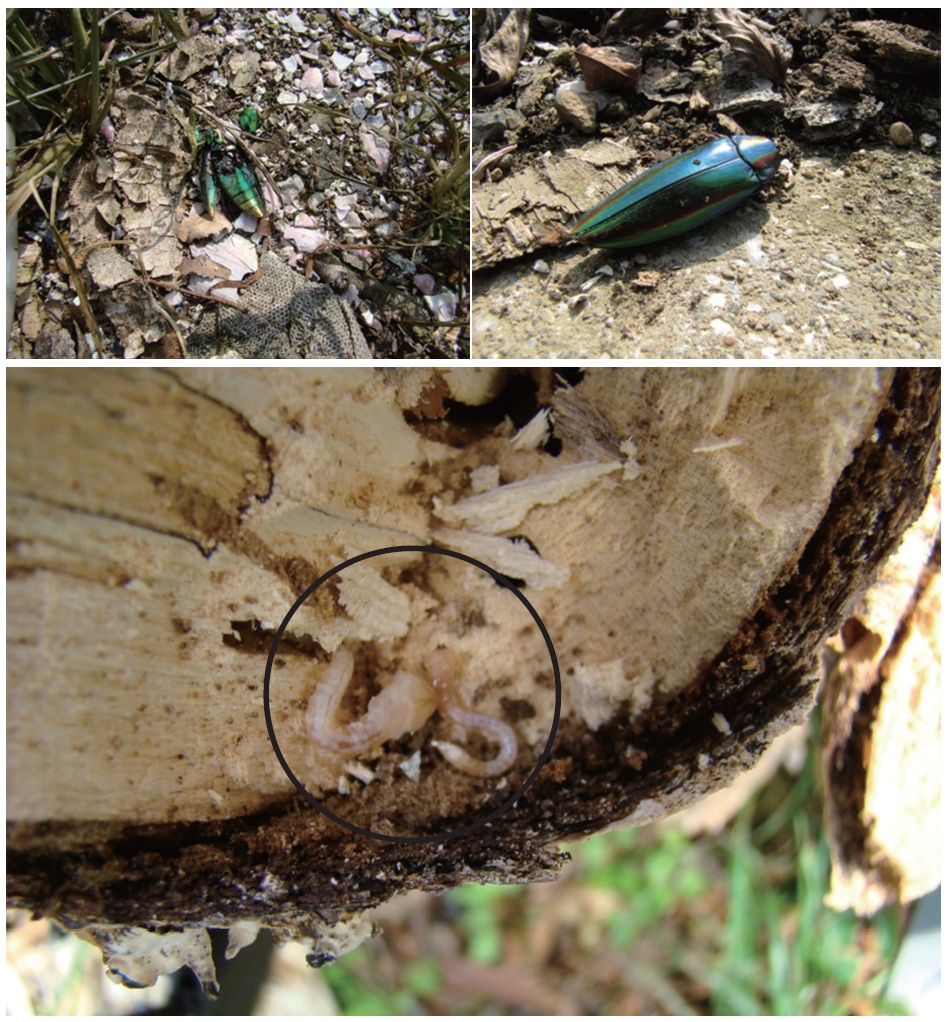 The dead adult of Chrysochroa coreana found along the seashore and the larvae found inside the decaying wood in Dangin-Ri (DR), Wando, Korea in 2011.