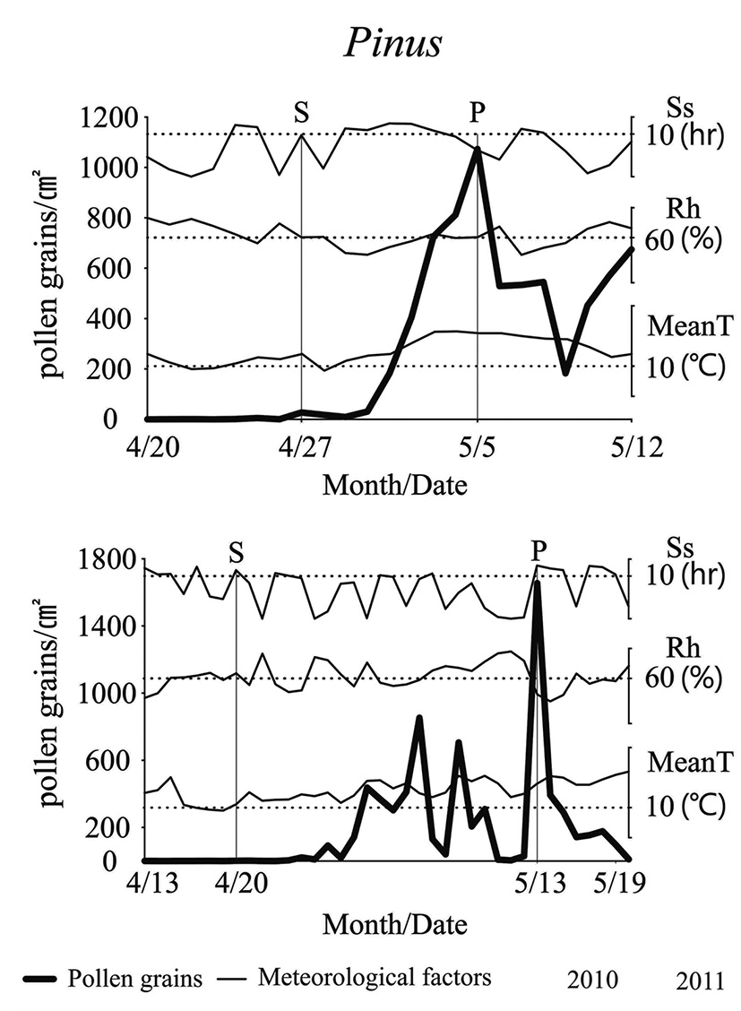 Start and Peak dates for Pinus and the relationship between meteorological parameters (S: start date, P: peak date, Ss: sunshine, Rh: Relative humidity, MeanT: mean temperature).
