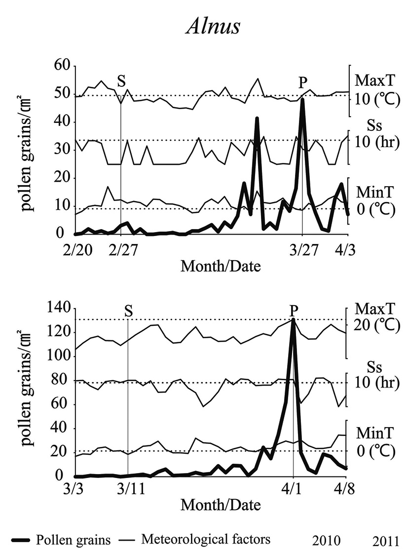 Start and Peak dates for Alnus and the relationship between meteorological parameters (S: start date, P: peak date, MaxT: maximum temperature, Ss: sunshine, MinT: minimum temperature).