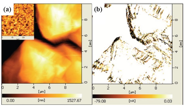(a) Topographic and (b) current mapping images of surface of
solar cell devices which were obtained using conductive-AFM. Inset
in (a) shows a 150 × 150 ㎛ scanned topography image.