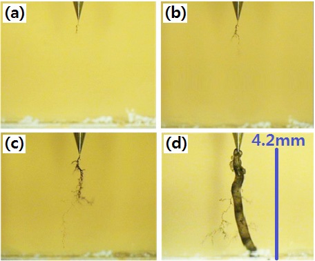Morphology of electrical treeing for the neat epoxy tested in the constant electric field of 10 kV/4.2 mm (60 Hz) at 30℃ for (a) 30 min, (b) 420 min, (c) 3,550 min, and (d) 3,675 min.