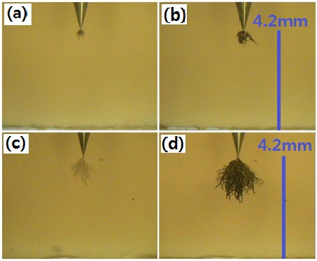 Morphology of electrical treeing for the epoxy/layered silicate (1 wt%) nanocomposite tested in the constant electric field of 10 kV/4.2 mm (60 Hz) at 90℃ for (a) 1,980 min, and (b) 10,590 min (7.3 days), and at 130℃ for (c) 390 min, and (d) 11,790 min (8.2 days).