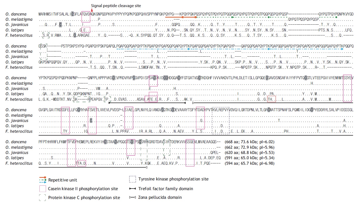 Multiple sequence alignment of marine medaka Oryzias dancena choriogenin H amino acid sequence with selected teleostean orthologues in a difference mode. Amino acids are in singlet-code and dashes are gaps introduced for optimal alignments. Cysteine residues are shaded. GenBank accession numbers for species are JQ268272 (O. dancena; present study), EF392369 (O. melastigma), AY913759 (O. javanicus), NM001104807 (O. latipes) and AB533328 (Fundulus heteroclitus).