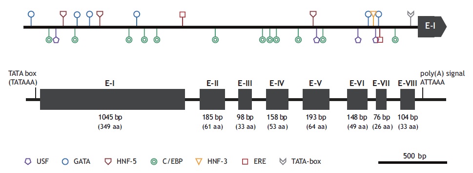 A schematic map showing the genomic structure of marine medaka Oryzias dancena ChgH gene (odChgH). The odChgH possesses eight exons (E-I to E-VIII) interrupted by seven introns. Transcription factor binding sites predicted in its promoter region are indicated using seven symbols. USF, upstream stimulatory factor; GATA, GATA factor; HNF-5, hepatocyte nuclear factor-5; C/EBP, CCAAT/enhancer binding protein; HNF-3, hepatocyte nuclear factor-3; ERE, estrogen responsive element. Consensus sequence of each site could be referred to Table 2.