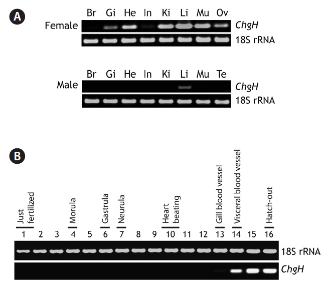 Representative reverse transcription (RT)-PCR gels showing marine medaka Oryzias dancena choriogenin H (ChgH) transcripts expressed in adult tissues (A) and developing embryos (B). RT-PCR bands of 18S rRNA are also shown as the normalization control. Br, brain; Gi, gill; He, heart; In, intestine; Ki, kidney; Li, liver; Mu, skeletal muscle; Ov, ovary; Te, testis. In (B), the lanes from 1 to 16 indicate the important developmental stages of O. dancena based on the Song et al. (2009).