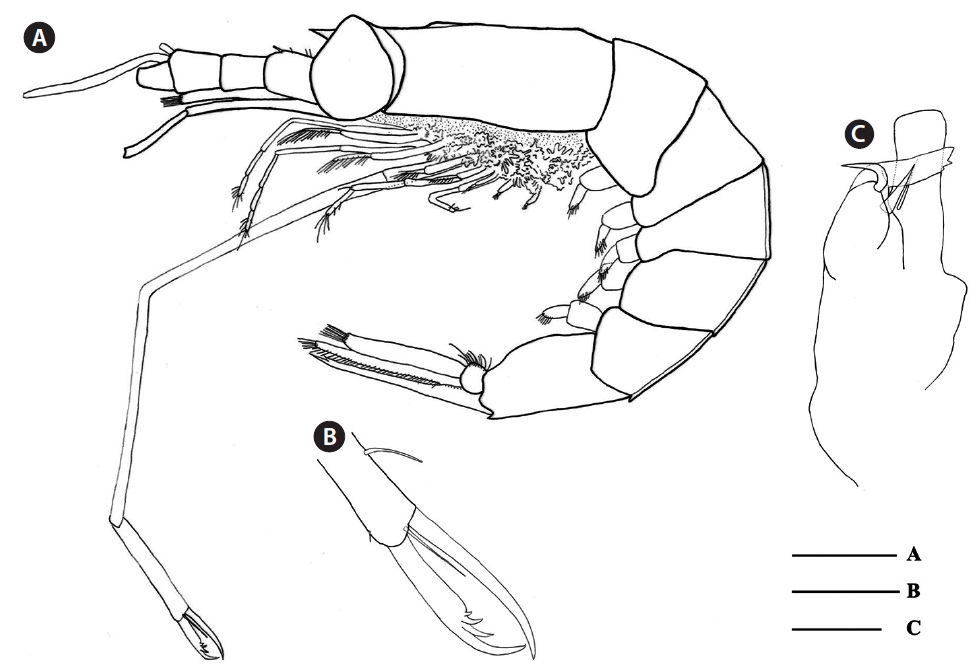 Stylocheiron abbreviatum, male: (A) habitus, lateral view; (B) enlargement of chela; (C) petasma. Scale bars: A = 2 mm, B = 0.5 mm, C = 0.1 mm.