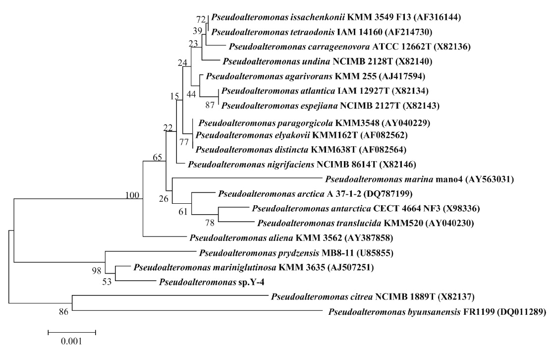 Phylogenetic tree based on 16S rDNA sequences of Pseudoalteromonas sp. Y-4 and closely related members of the genus Pseudoalteromonas. The numbers in parenthesis are the accession numbers registered at NCBI database. Number at nodes are levels of bootstrap support based on neighbourjoining analyses of 1,000 replications.