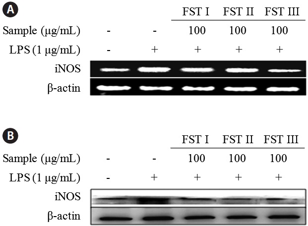 Effect of fermented sea tangle extract (FST) on inducible nitric oxide synthase (iNOS) expression of mRNA (A) and protein (B) level in lipopolysaccharide (LPS)-induced Raw 264.7 cells.