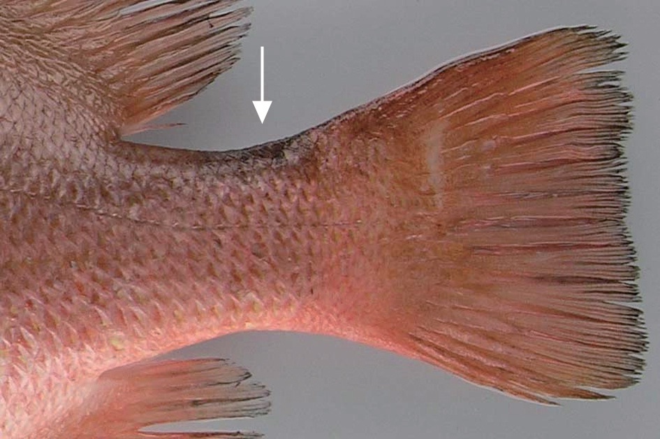 A black marking indicating with an arrow on the caudal peduncle.
