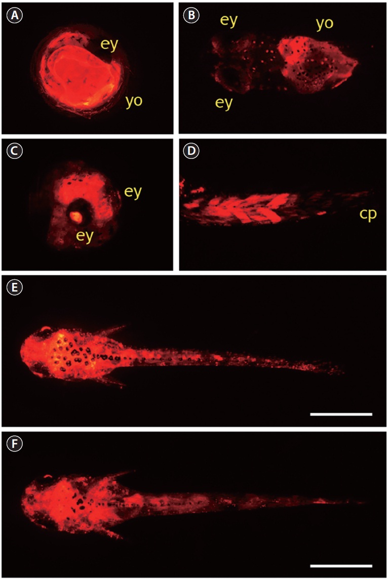 Red fluorescent protein (RFP) expression patterns in pOJβ-actRFP-microinjected embryos and resultant hatchlings. (A) Yolk-dominant expression in a prehatching embryo. (B) Two-day-old yolk-bearing hatchling with significant RFP signals in its yolk sac. (C) RFP-positive embryo at prehatching stage to show the wide distribution of RFP signal over embryonic body. (D) Persistent RFP expression in dorsal and peduncle muscle of hatchling. (E, F) Ubiquitous distribution of RFP signals over nearly whole body of 4- and 6-day-old larvae, respectively. ey, eye; yo, yolk; cp, caudal peduncle. Scale bars = 1 mm.