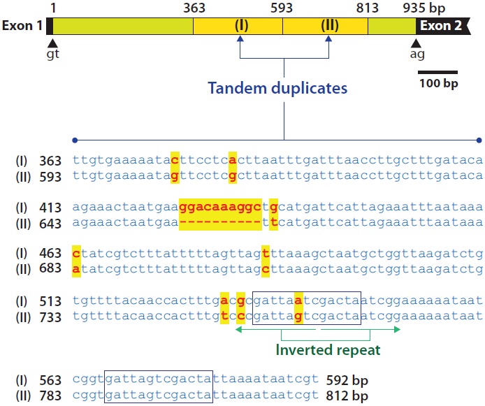 Tandemly duplicated region of Oryzias javanicus mlc2f intron 1. In the intron 1, the first copy is 230 bp in length (from 363 to 592 bp in intron 1) while the second copy is 220 bp in length due to a 10-bp deletion. A 13-bp sequence (GATTARTCGACTA) containing palindrome sequence (TARTCGACTA) was boxed in the pairwise alignment of the duplicated copies.