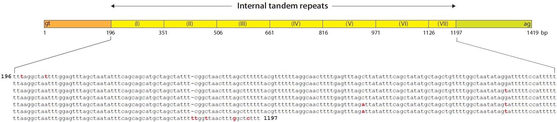 Internal tandem repeats in the intron 3 of Oryzias javanicus mlc2f gene. Six and half copies of a 155-bp unit (TT[T/A]AGGC…CATTTTT) are repeated in a tandem fashion.