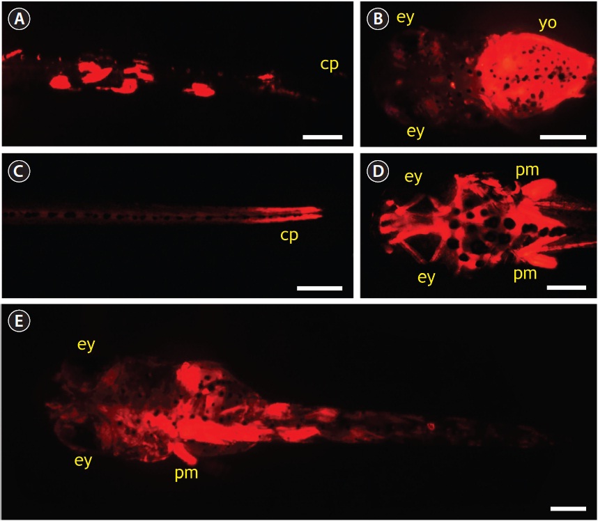 Expression patterns of red fluorescent protein (RFP) signals in hatchlings developed from the embryos microinjected with pOJmlc2RFP. RFP signals were detected in dorsal and/or peduncle (A), yolk (B), caudal peduncle (C), and head and pectoral fin muscles (D). The RFP signal persistent in 1-weekold larvae is also shown in (E). Due to mosaicism of introduced transgene, the RFP expression was not uniform. cp, caudal peduncle; ey, eye; yo, yolk; pm, pectoral fin-attaching muscle. Scale bars = 250 μm.