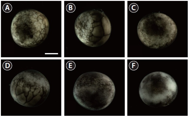 Developmental progress of Siberian sturgeon Acipenser baerii embryos to early blastula (A-D) and late blastula (E) with evident cleavage cavity in the animal hemisphere. The embryo at the close to the onset of gastrulation is shown in (F). Scale bar: A = 1 mm (A-F).