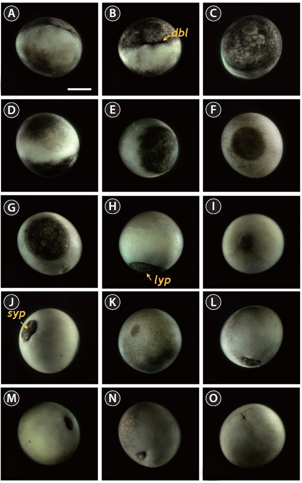 Gastrulation stages of Siberian sturgeon Acipenser baerii embryos. (A, B) Onset of gastrulation with the formation of dorsal blastopore lip (dbl). (C) Vegetal view of dbl-formed embryo. (D-F) Twothird covered epiboly in lateral, vegetal and animal views, respectively. (G) Further covering of vegetal hemisphere by animal material in epiboly. (H) Large yolk plug (lyp) formation at the apex of vegetal hemisphere. (I) Animal view of the embryo with a large yolk plug. (J) Small yolk plug (syp) formation. (K) Animal view of the embryo with a small yolk plug. (L-N) Progressive covering to form a blastopore. (O) Completion of the gastrulation. Scale bar: A = 1 mm (A-O).