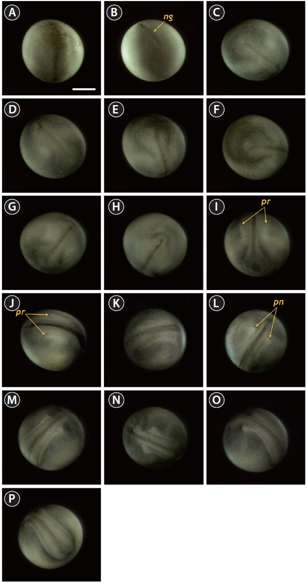 Neurulation stages of Siberian sturgeon Acipenser baerii embryos. (A, B) Onset of neurulation with a slit-like neural groove (ng). (C, D) Formation of neural plate. (E, F) Folded structure in head region. (G) Appearance of excretory rudiments. (H) Folded structure in tail region. (I, J) Pronephros rudiments (pr) running in parallel to the neural groove. (KN) Elongation of evident pronephroi (pn). (O, P) Thickened tail region and pronephroi perpendicular to the neural tube. Scale bar: A = 1 mm (A-P).
