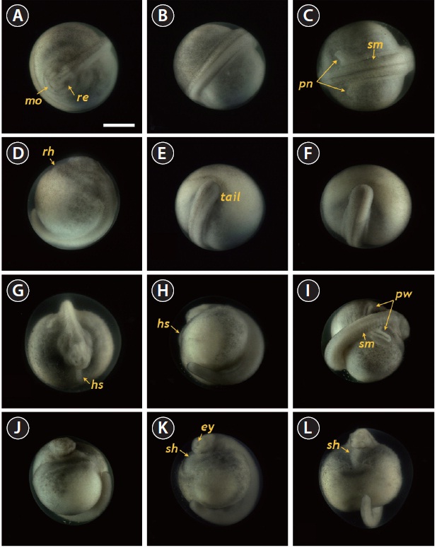 Developmental progress of Siberian sturgeon Acipenser baerii embryos belonging to stages from 22 to 25. Developmental time for each stage can be referred to Table 1. (A-C) Embryos at stage 22 showing the round-shaped head, rudimentary eye (re), underdeveloped mouth (mo) and somite (sm) formation. A pair of pronephroi (pn) became v-shaped. (D-F) Embryos at stage 23 characterized by the formation of rudimentary heart as well as the rod-shaped tail that began to separate from yolk. (GI) Embryos at stage 24 displaying the heart straightened (hs) and welldeveloped pronephros wing (pw). (J-L) Embryos at stage 25 showing the s-shaped heart (sh) and evident eye caps (ey). Scale bar: A = 1 mm (A-L).