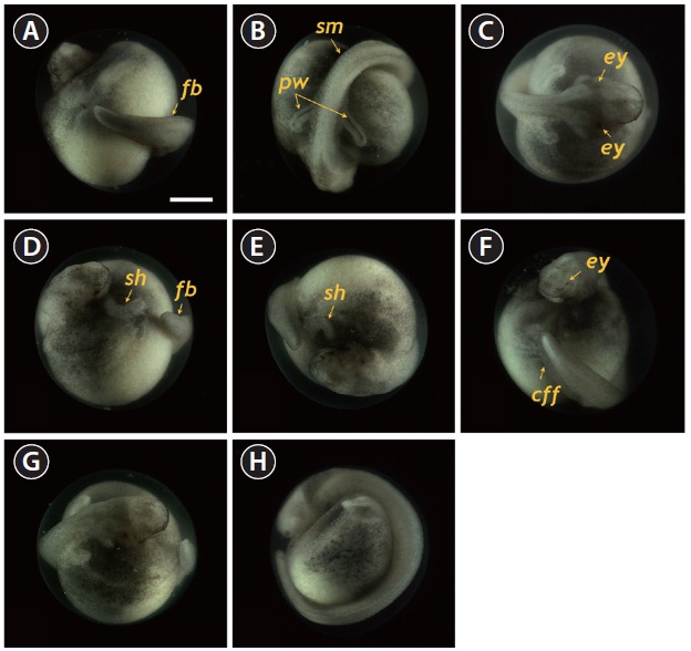 Siberian sturgeon Acipenser baerii embryos at stage 26 (A-D) and stage 27 (E-H). In stage 26, the tail was transformed to be straightened structure with the rudimentary fin bud (fb) in caudal region. Somites (sm), pronephros wings (pw), eye caps (ey) and s-heart (sh) were more developed than previous stages. In stage 27, rudimentary fin bud was further developed to caudal fin fold (cff) and tail approached the s-heart. Developmental time for each stage can be referred to Table 1. Scale bar: A = 1 mm (A-H).