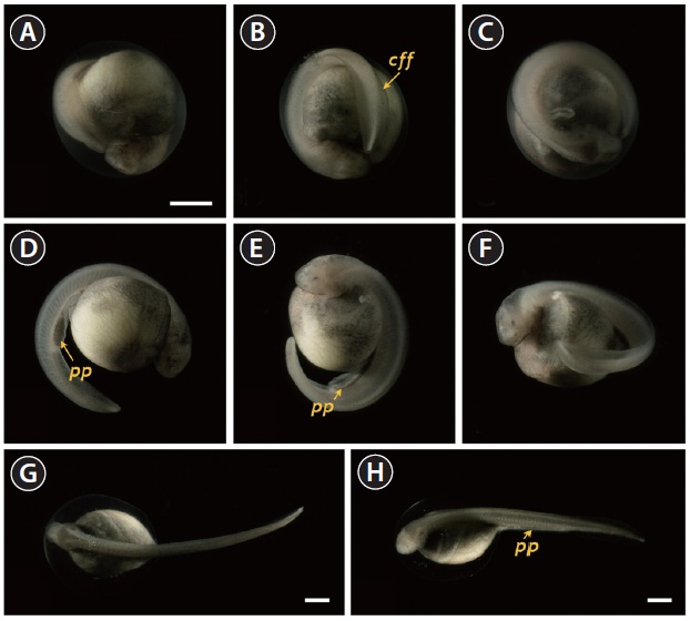 Siberian sturgeon Acipenser baerii embryos or larvae at stages from 28 to 30. (A-C) Embryos at prehatching stage (stage 28) with well-developed caudal fin fold (cff). (D-F) Advanced hatchlings (stage 29) possessing pigment plug (pp). (G, H) Just hatch-out of normally developed embryos (stage 30). Developmental time for each stage can be referred to Table 1. Scale bars: A = 1 mm (A-F), G, H = 1 mm.