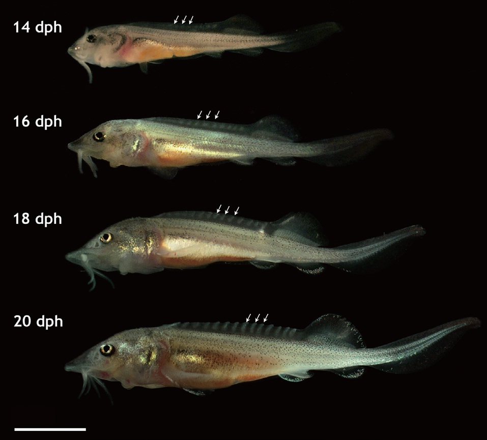 Development of dorsal scutes Siberian sturgeon Acipenser baerii larvae during the phase of exogenous feeding (14 days post hatching [dph] to 20 dph). The 5th to 7th scutes from the dorsal fin were indicated by arrows. Scale bar = 5 mm.