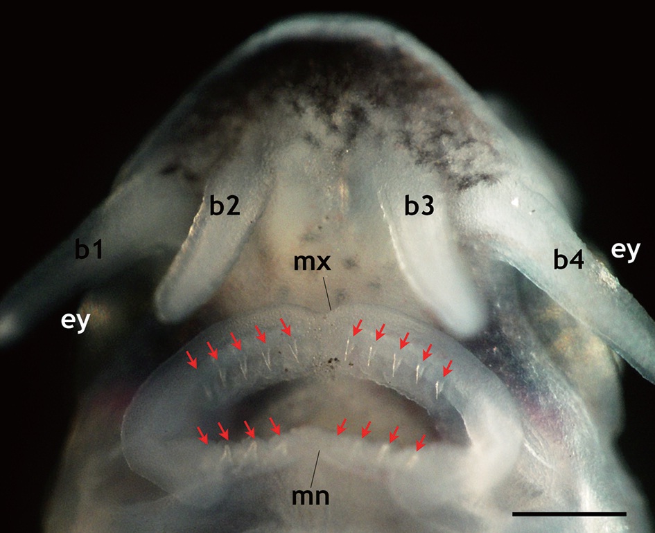 Representative photograph to show the developed teeth in maxillary (mx; five pair of teeth) and mandibular (mn; four pair) of the Siberian sturgeon Acipenser baerii larvae at 9 days post hatching. Each tooth is indicated by arrow. Two pair of barbels (b1-b4) and eyes (ey) are also indicated. For temporal patterns of development, see Appendix 1. Scale bar = 5 mm.