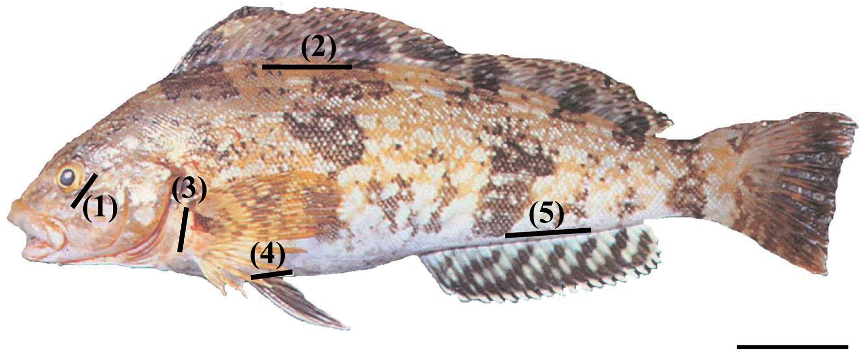 Elastomer injection locations shown on the greenling Hexagrammos otakii: 1) the adipose eyelid, 2) the surface of the dorsal fin base, 3) the inside surface of the pectoral fin base, 4) the inside surface of the pelvic fin base, and 5) the surface of the anal fin base. Scale bar = 3 cm.