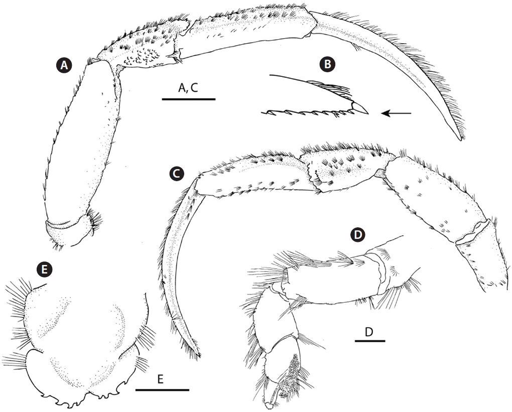 Pagurus rathbuni (Benedict, 1892). (A) Right second pereopod, lateral view. (B) Distal part of dactylus, right second pereopod. (C) Left third pereopod, lateral view. (D) Right fourth pereopod, lateral view. (E) Telson, dorsal view. Scale bars: A, C, E = 7 mm, D = 2 mm.