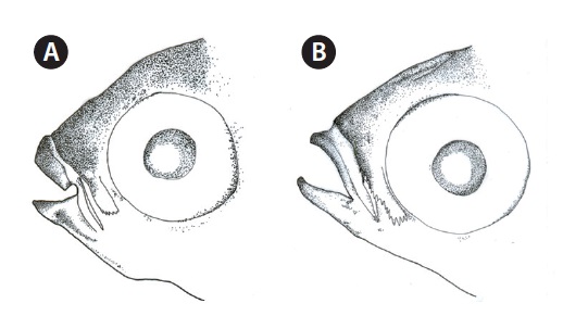Illustration of head of two Mugilidae species. (A) Oedalechilus labiosus, PKU 7610 and (B) Ellochelon vaigiensis, NIBR-P19911.