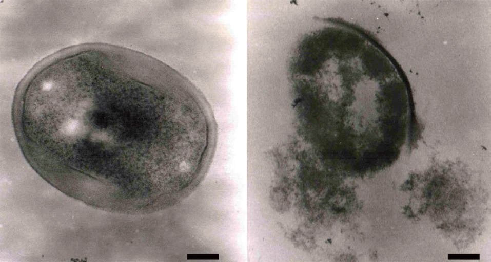 Abnormal cell morphology of methicillin-resistant Staphylococcus aureus (MRSA) caused by the ethyl acetate extract of Pseudomonas sp. UJ-6 culture. A MRSA strain (KCCM 40510, 105 CFU/mL) was inoculated in a Mueller-Hinton broth in the absence or presence of the ethyl acetate extract (320 μg/mL). The culture was incubated at 37℃ for 24 h and the cell morphology was observed with a transmission electron microscopy. (A) Normal cell of the MRSA (B) abnormal cell lysis of the MRSA grown with the ethyl acetate extract. Scale bars: A, B = 100 nm.