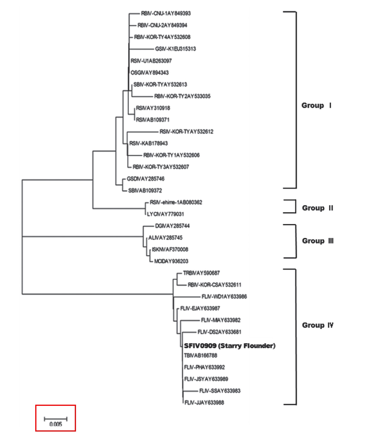 Phylogenetic tree based on neighbor-joining analyses of the major capsid protein gene sequences of megalocytiviruses. Numbers at nodes indicate bootstrap confidence values (1,000 replications). GenBank accession numbers are given in parentheses. The detected starry flounder iridovirus is indicated in bold.