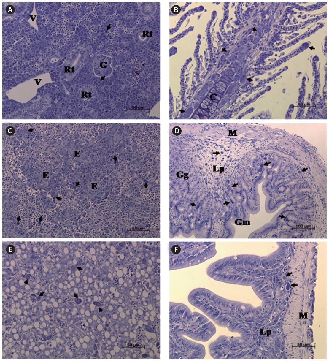 Histopathological changes of naturally infected starry flounder Platichthys stellatus with iridovirus. Enlarged cells were observed in the kidney (A), gill (B), spleen (C), stomach (D), liver (E), and intestine (F) of infected starry flounder. C, cartilage; E, elipsoid ; G, glomerulus; Gg, gastric gland ; Gm, gastic mucosa; Lp, laminar propria ; M, muscle ; Rt, renal tube; V, vein .Black arrows indicate the enlarged cells (scale bars: A-C, E, F = 50 μm, D = 100 μm). 4t