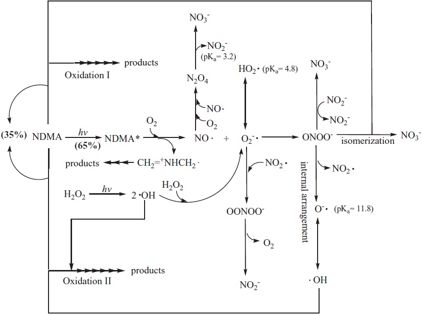 Mechanism of the photolytic pathways for formation of URS during NDMA photolysis in the presence of H2O2. Note that the percentage in parentheses shows the contribution of the reactive species (or URS) and UV photolysis, respectively, on NDMA degradation. NDMA: N-nitrosodimethylamine, URS: unknown reactive species.