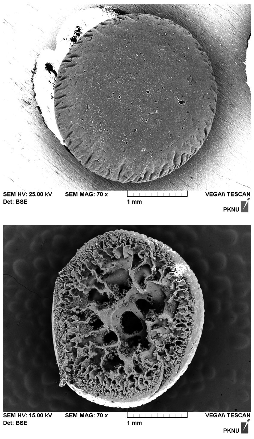Scanning electron micrograph (SEM) images of immobilized biomass biocarrier bead (×70), (a) surface and (b) cross-section.