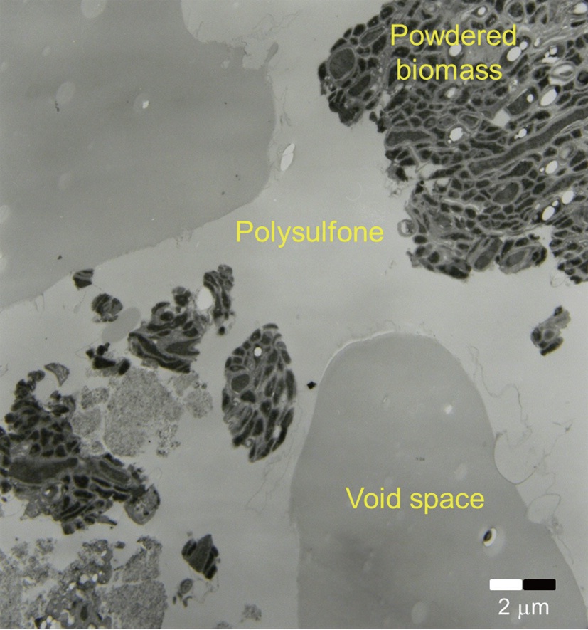 A transmission electron micrograph (TEM) image of internal structure of immobilized biomass biocarrier beads (×2,500).