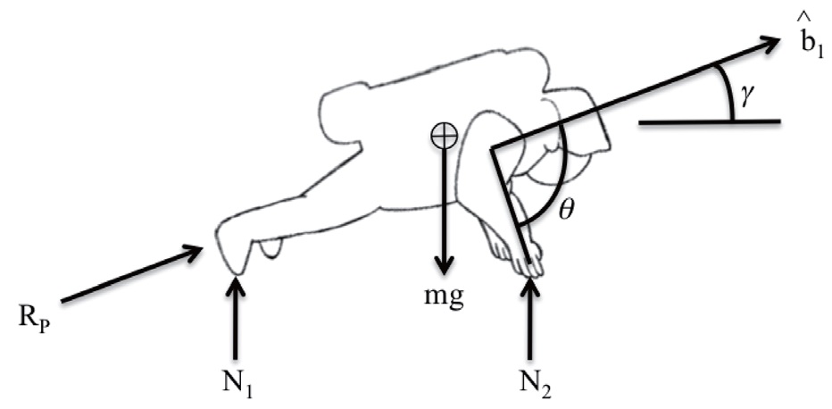 Free-body diagram of astronaut in prone position on the surface, with push-off reactive force along body axis