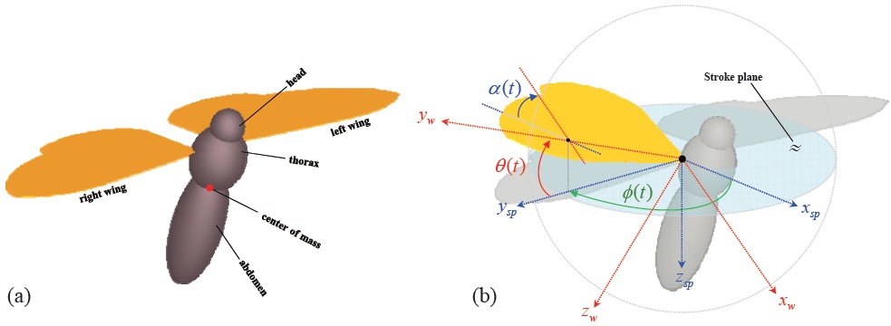 (a) Multibody dynamics model of the hawkmoth, where each body component (head, thorax, and abdomen) is modeled as an ellipsoid of revolution, (b) Definition of the wing kinematics: ？(t), positional angle; α(t), feathering angle; and θ(t), deviation angle.