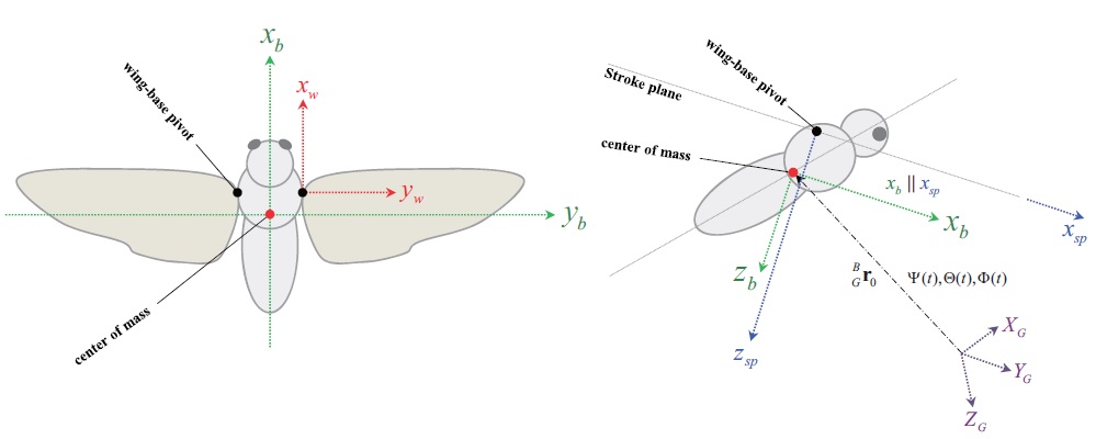 Definition of the coordinate systems: wing-fixed frame [xw yw zw] is attached to the wing-base pivot, and moves in accordance with the wing motion; stroke-plane frame [xsp ysp zsp] has its origin at the wing-base pivot, and attached to the thorax, and each wing has its own stroke plane; body-fixed frame [xb yb zb] is attached to the center of mass, and defined parallel to the stroke-plane frame.