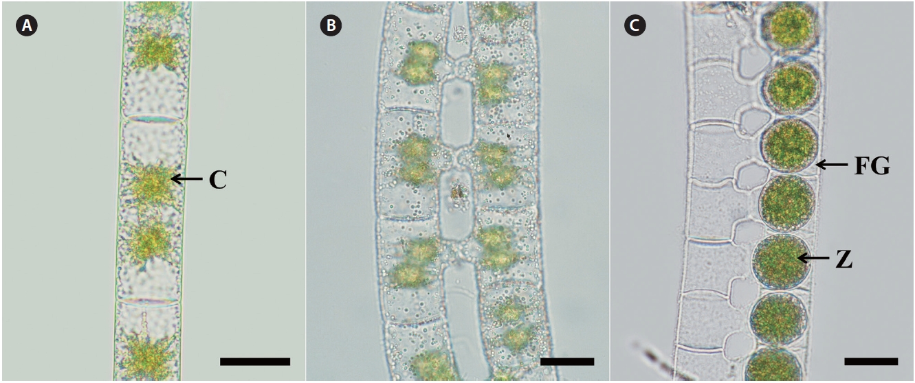 Zygnema leiospermum de Bary. (A) Vegetative filament with plane end wall and two stellate chloroplasts per cell. (B) Early conjugation between two filaments. (C) Inflated female gametangia on the inner side and spherical zygospores. C, chloroplast; FG, female gametangium; Z, zygospore. Scale bars represent: A-C, 30 μm.