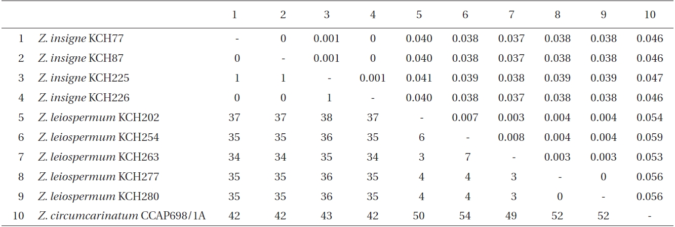 Pairwise divergence in psbA sequences between specimens of Zygnema used in this study